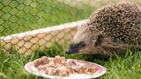 Igel Fütterung