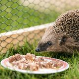 Igel Fütterung