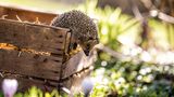 Igel auf der Wiese