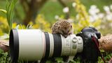 Igel mit Kamera