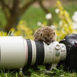 Igel mit Kamera