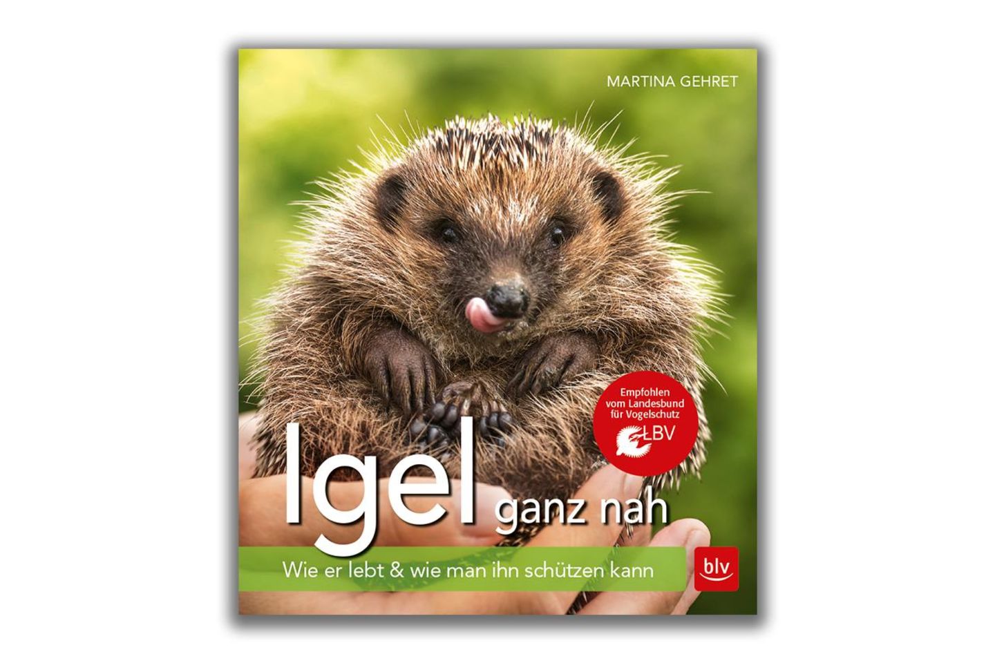 Igel ganz nah
