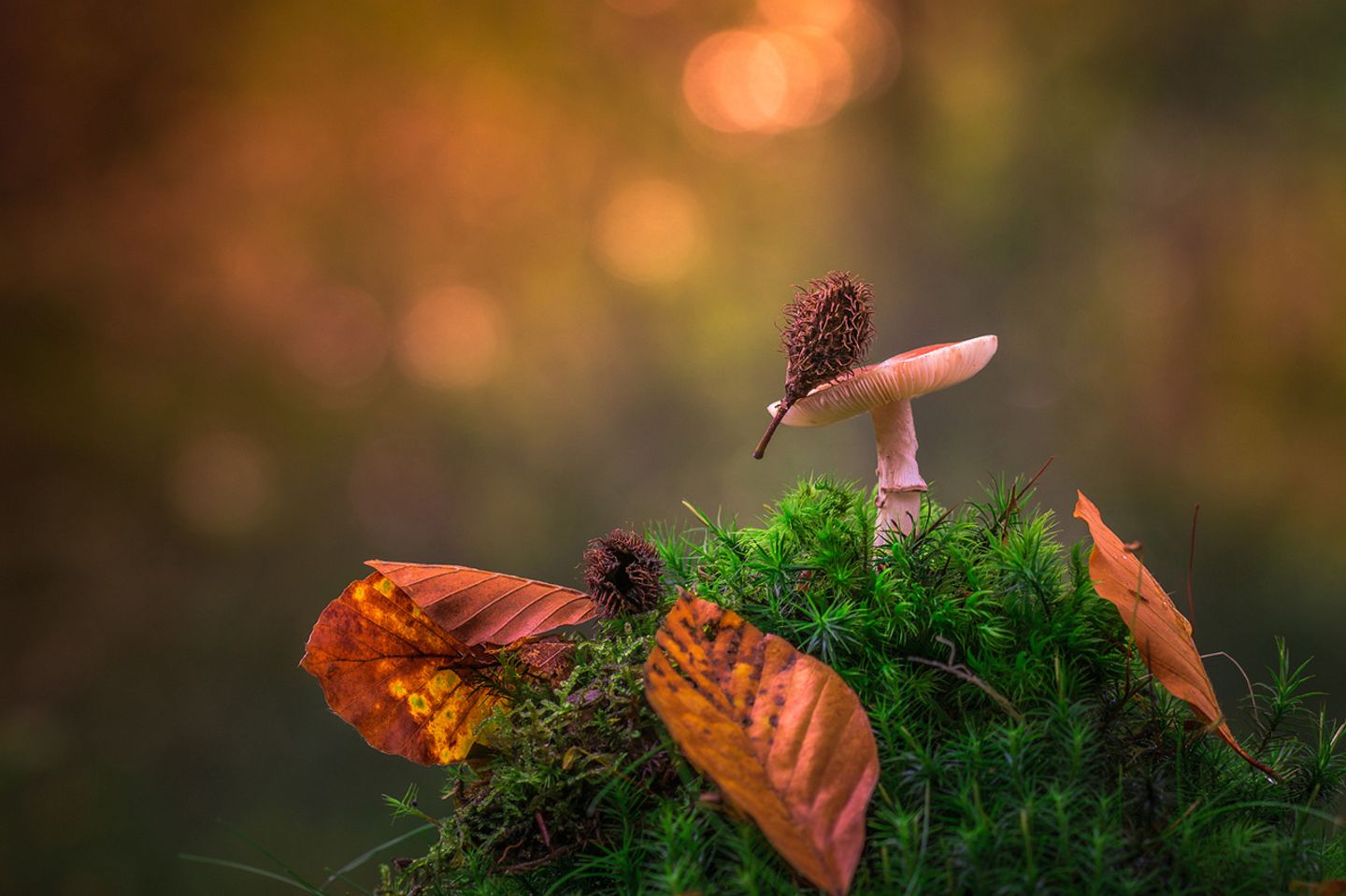 Pilz