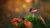 Pilz