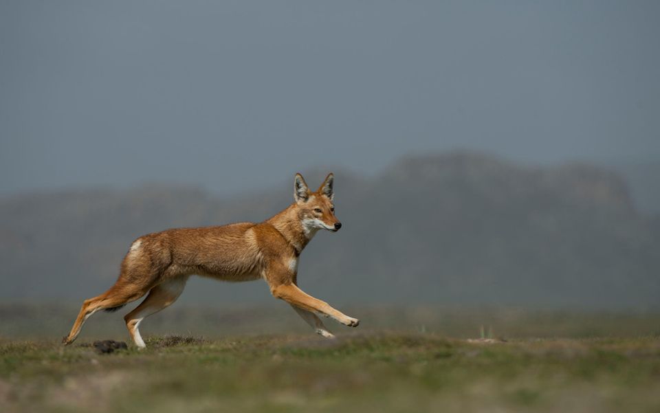 Stark bedroht und selten zu sehen: der Äthiopische Wolf