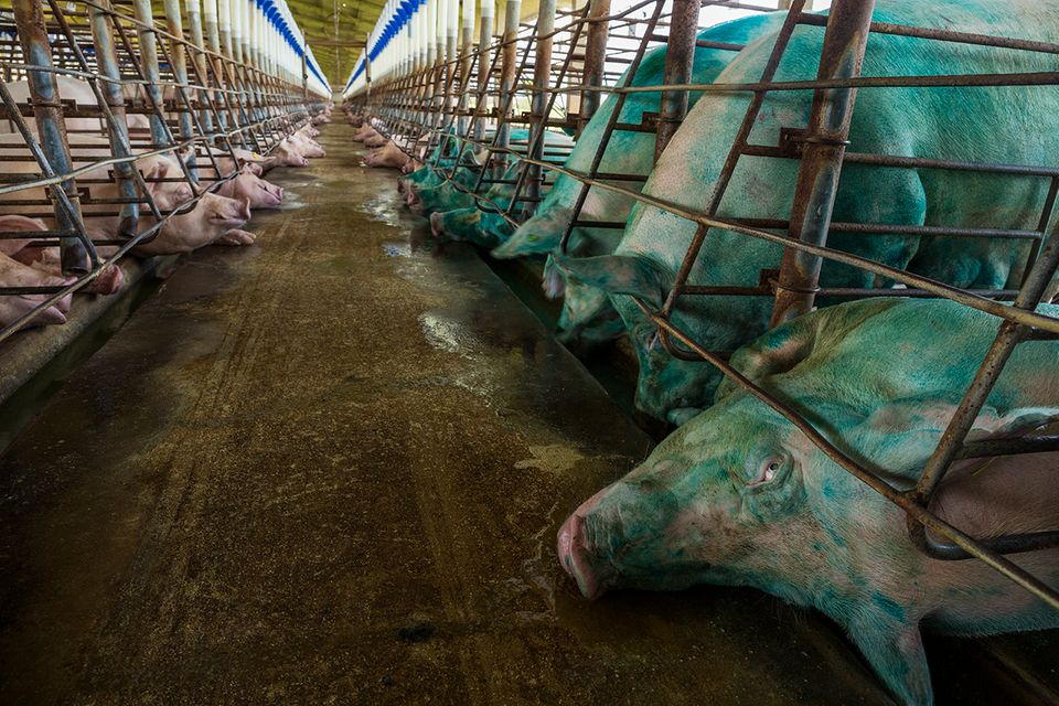 Schweine, Zuchtfarm Brasilien