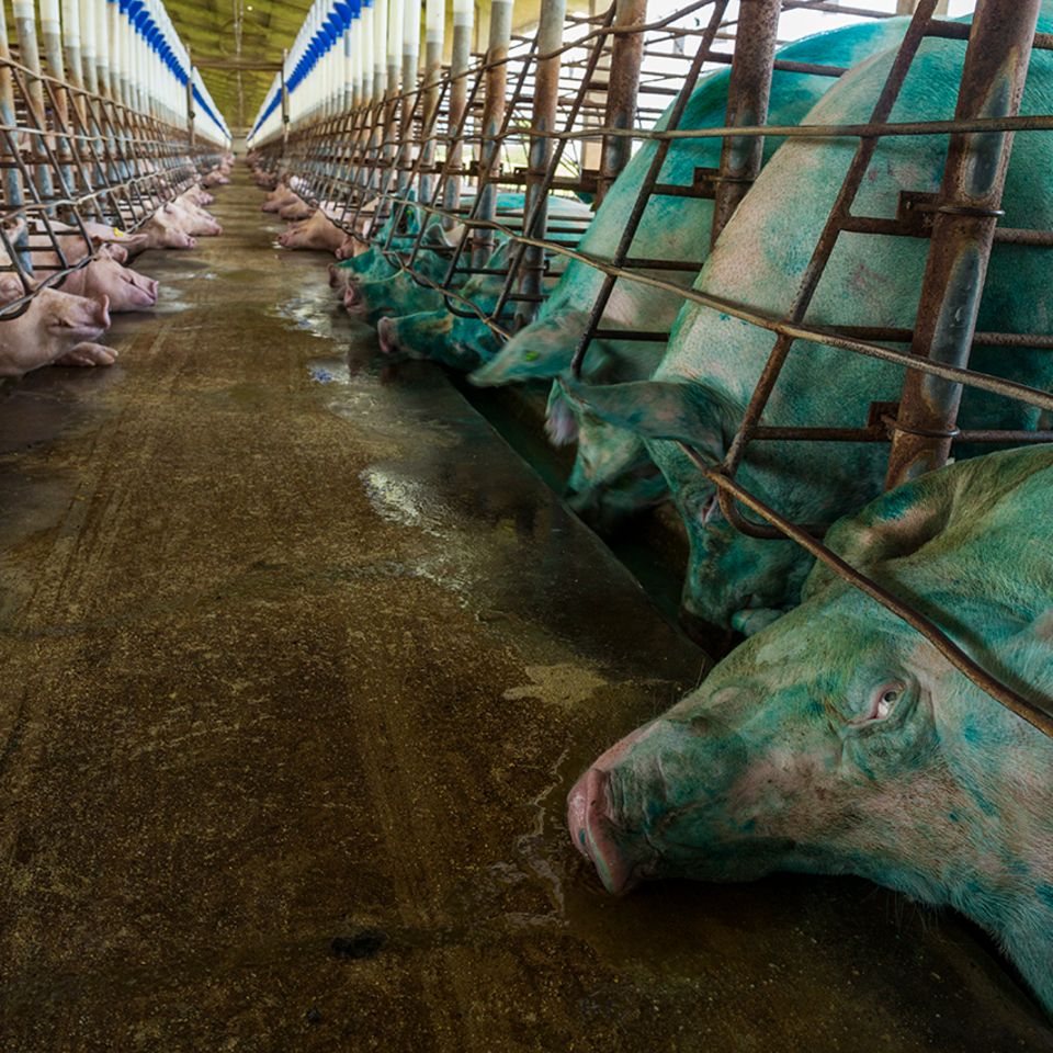 Schweine, Zuchtfarm Brasilien