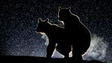 Bence Mate/The Comedy Wildlife Photography Awards 2017