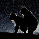 Bence Mate/The Comedy Wildlife Photography Awards 2017