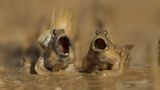 Daniel Trim/The Comedy Wildlife Photography Awards 2017