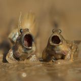 Daniel Trim/The Comedy Wildlife Photography Awards 2017