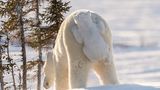 Daisy Gilardini/The Comedy Wildlife Photography Awards 2017
