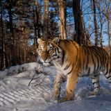 Emmanuel Rondeau/Travel Photographer of the Year 2017