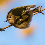 Wintergoldhähnchen bei der Jagd