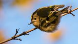 Wintergoldhähnchen bei der Jagd