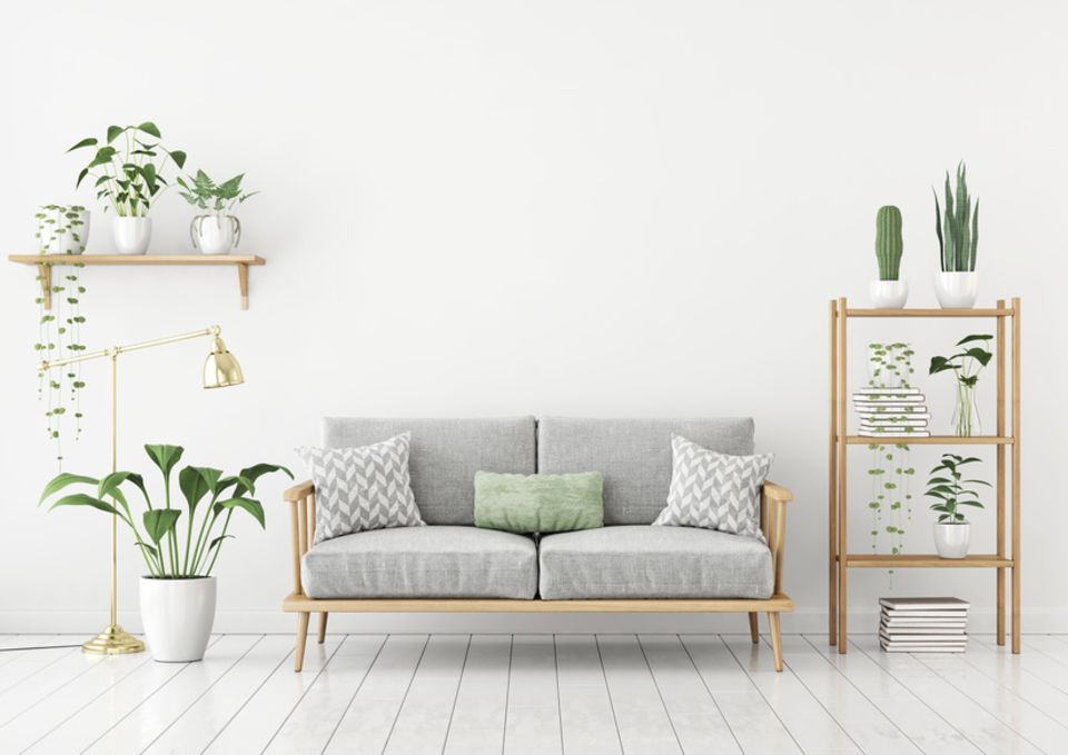 Die perfekte Pflanze für jedes Zimmer [GEO]