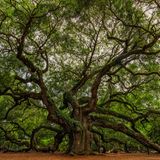Angel Oak Tree in den USA