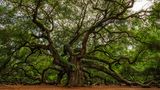 Angel Oak Tree in den USA