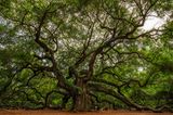 Angel Oak Tree in den USA