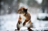 Eichhörnchen, Schnee. Finnland