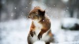 Eichhörnchen, Schnee. Finnland