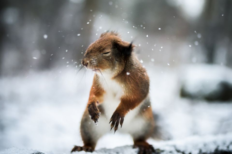 Eichhörnchen, Schnee. Finnland