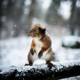 Eichhörnchen, Schnee. Finnland