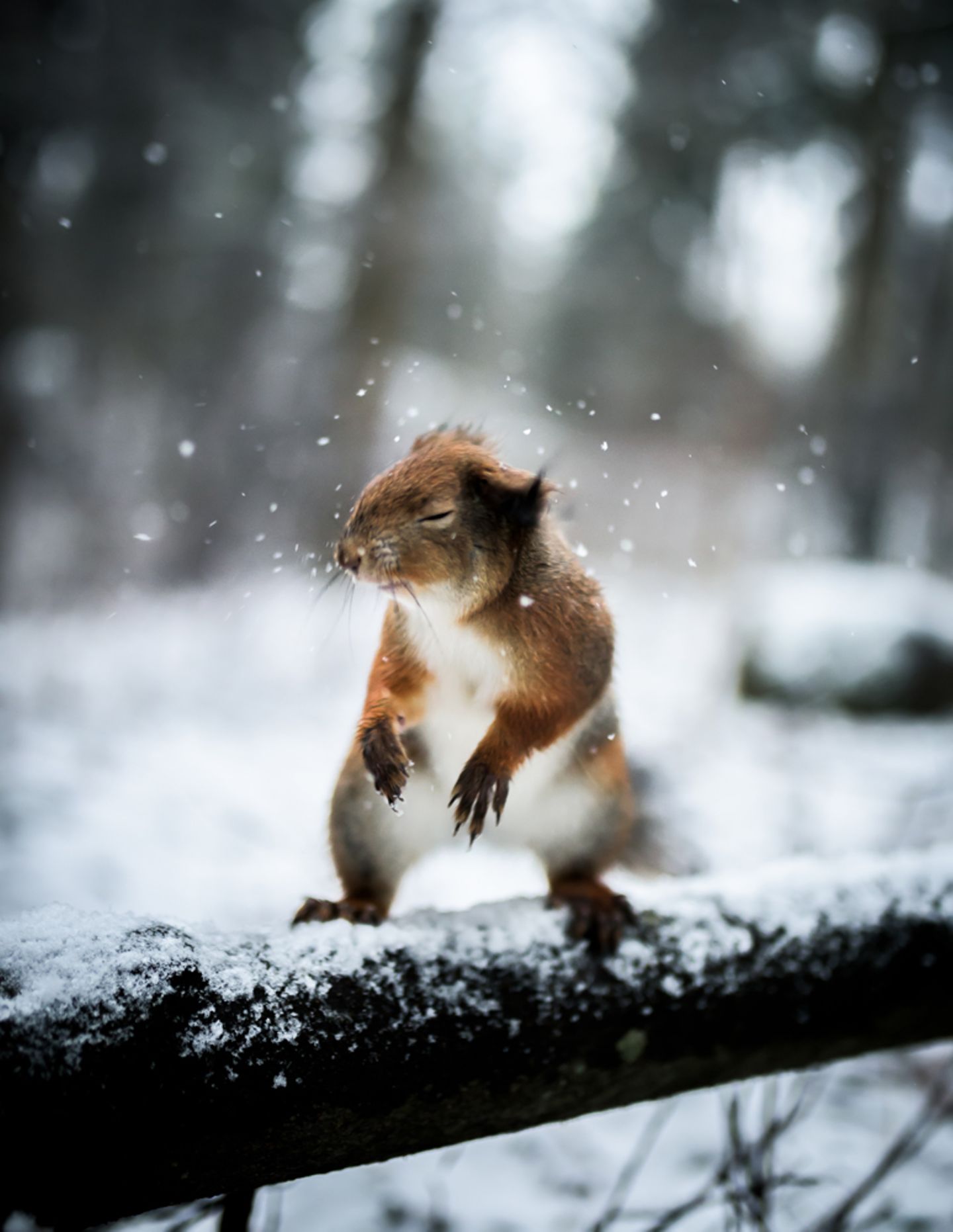 Eichhörnchen, Schnee. Finnland