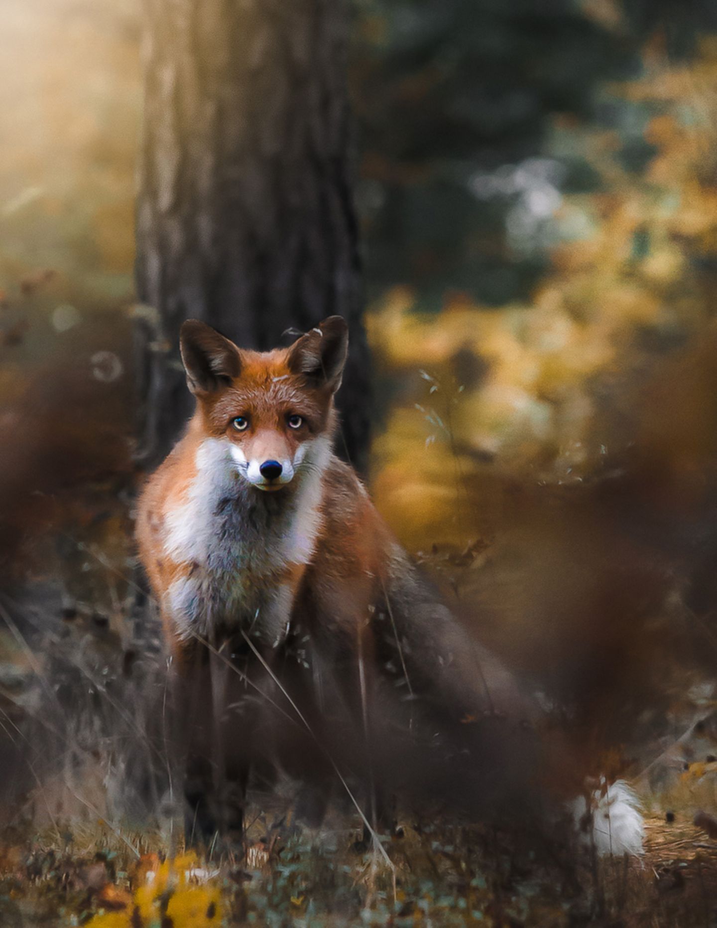 Fuchs, Finnland