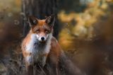 Fuchs, Finnland