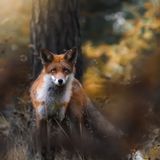Fuchs, Finnland