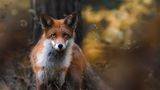 Fuchs, Finnland