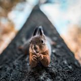 Eichhörnchen, Finnland