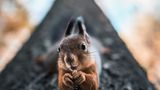 Eichhörnchen, Finnland