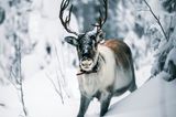 Elch, Finnland