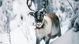 Elch, Finnland