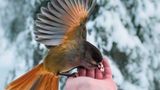 Vogel, Finnland