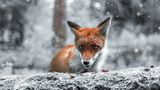 Fuchs, Finnland