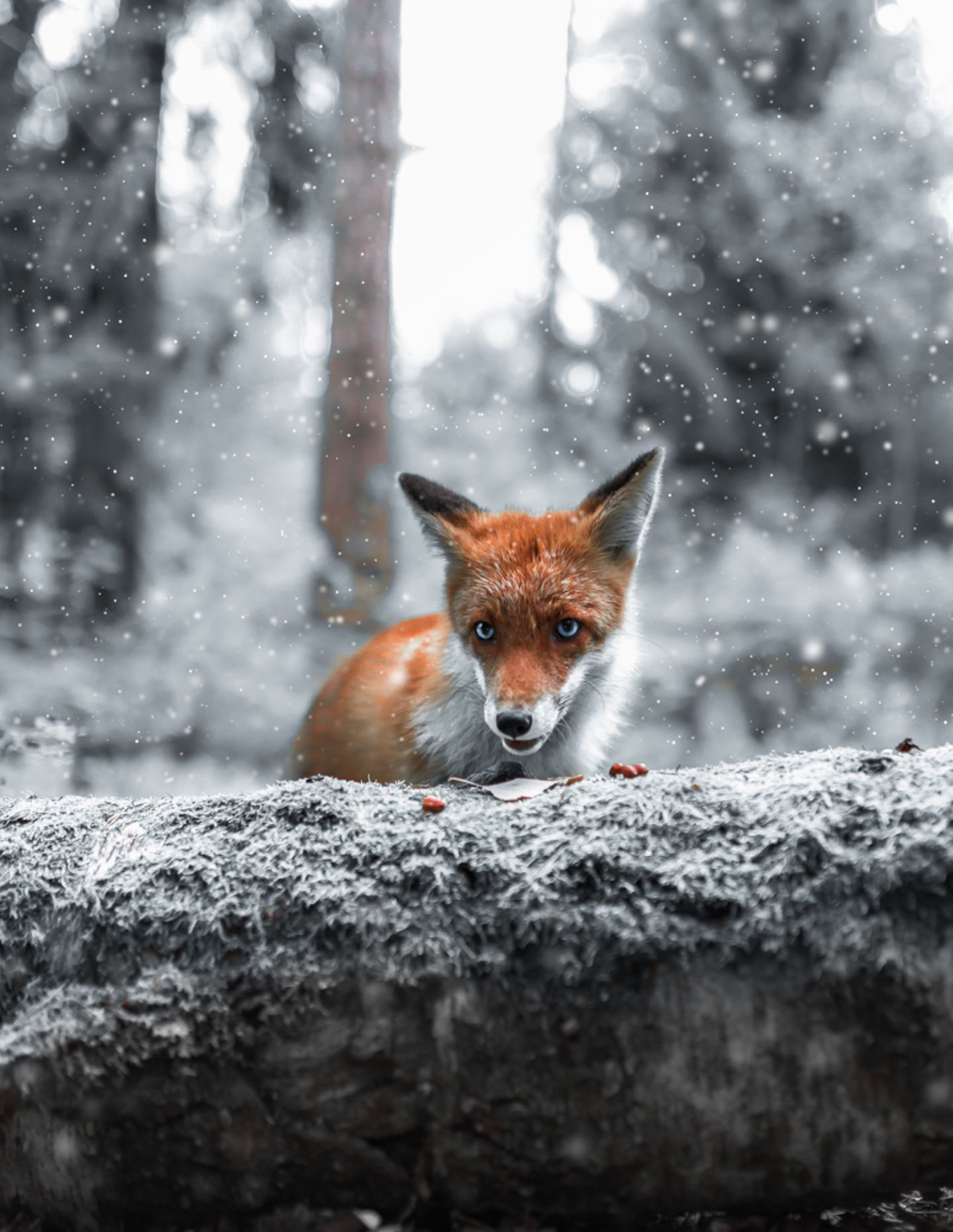 Fuchs, Finnland