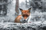 Fuchs, Finnland