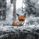 Fuchs, Finnland