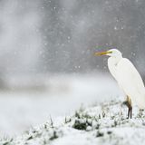 Silberreiher im Schnee