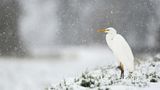 Silberreiher im Schnee