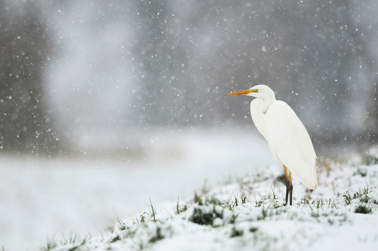Silberreiher im Schnee Silberreiher im Schnee