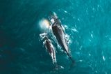 Yantastic/SkyPixel