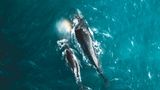 Yantastic/SkyPixel