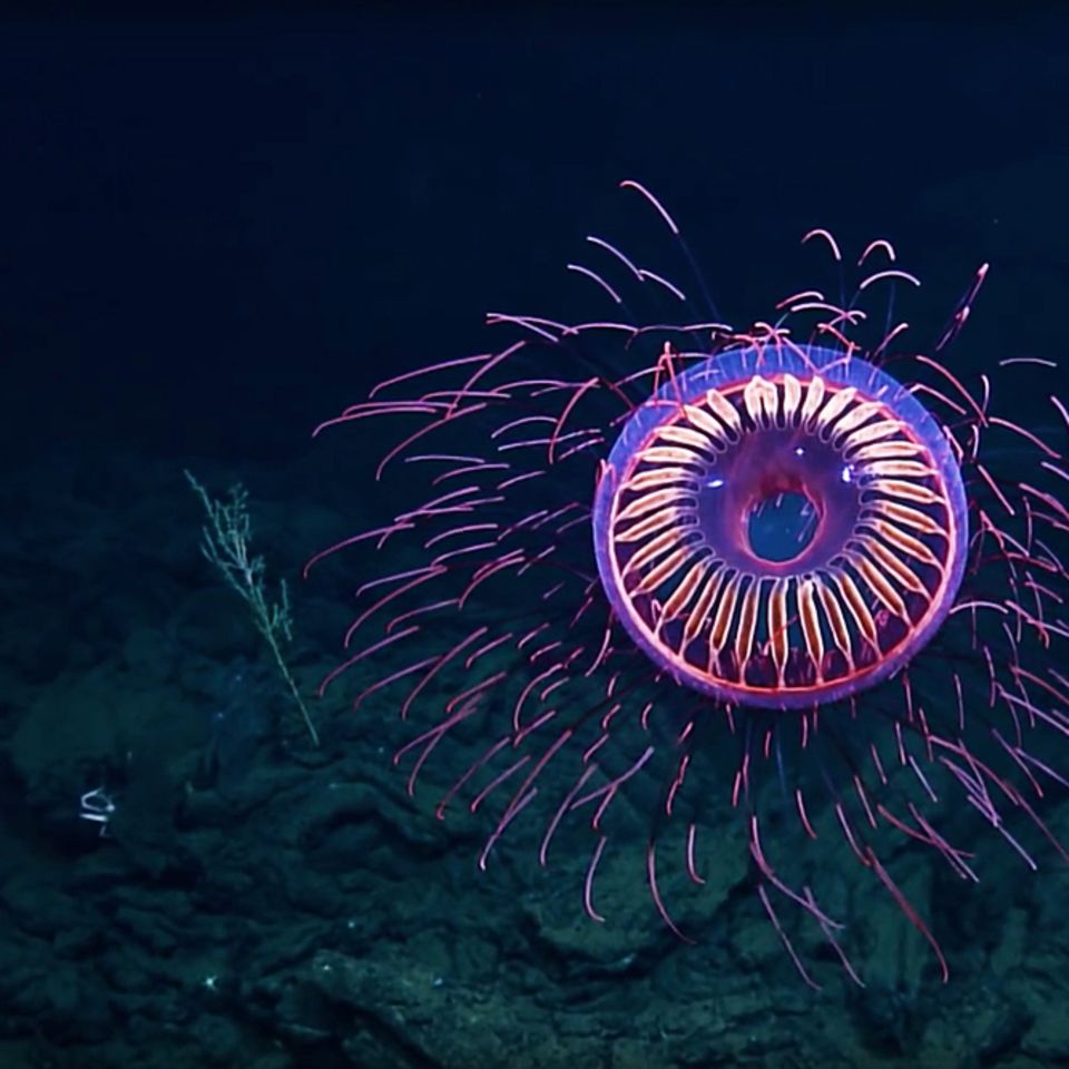 EV Nautilus