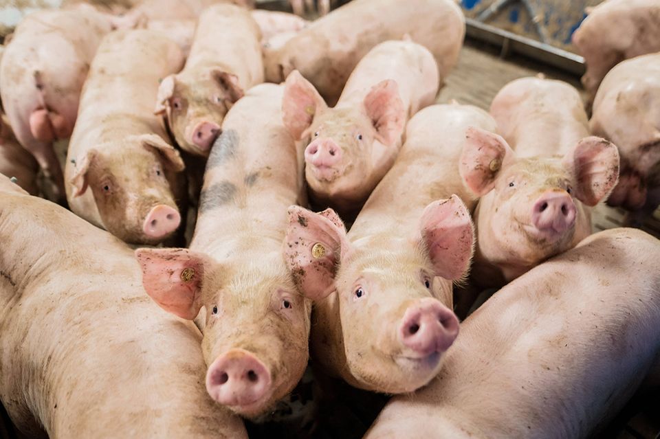Schweine, Mastbetrieb