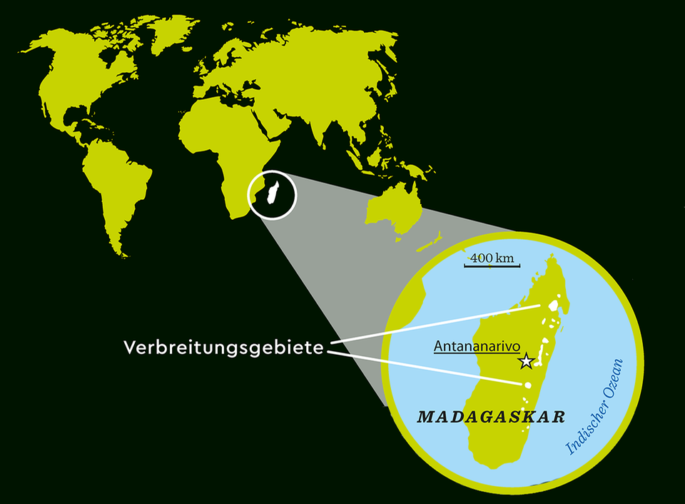 Verbreitungsgebiet der Schwarzweißen Varis Verbreitungsgebiet der Schwarzweißen Varis