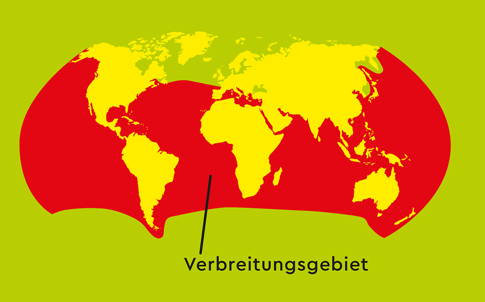 Verbreitungsgebiet des Weißen Hais